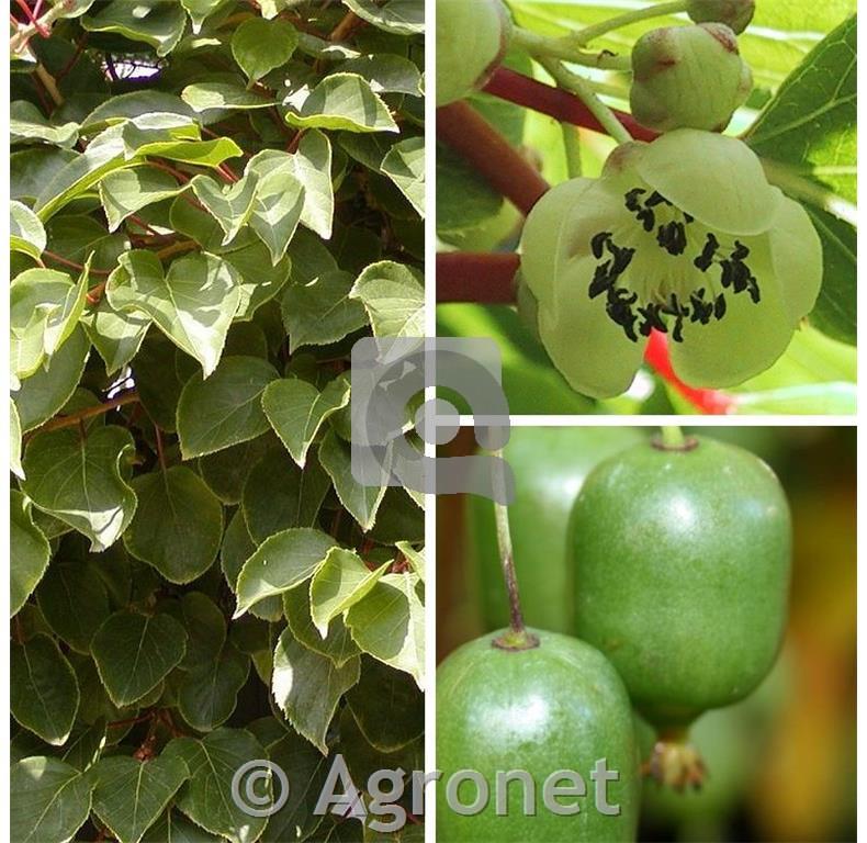 Kivi (Actinidia arguta) Issai