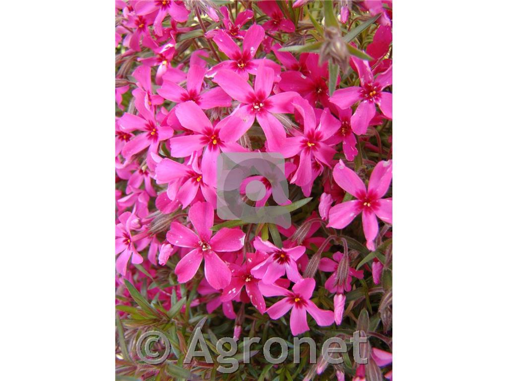 Iglasta plamenka Phlox subulata 'Kimono Pink White'