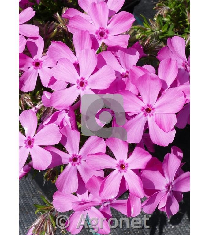 Iglasta plamenka Phlox subulata 'Kimono Pink White'