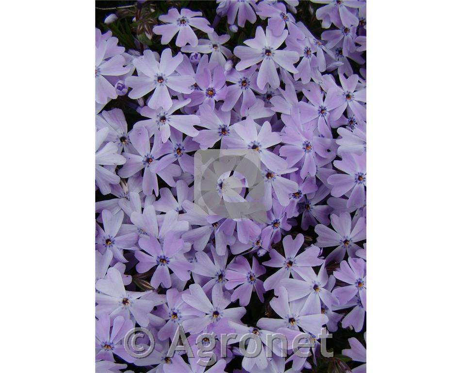 Iglasta plamenka Phlox subulata 'Kimono Pink White'