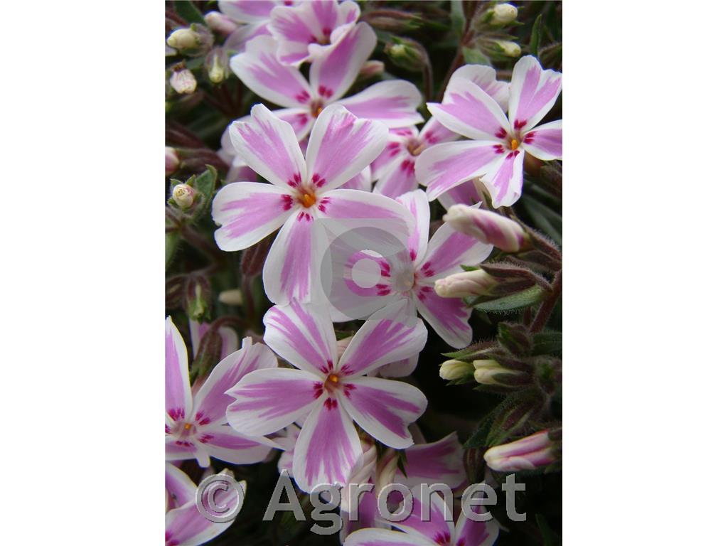 Iglasta plamenka Phlox subulata 'Kimono Pink White'