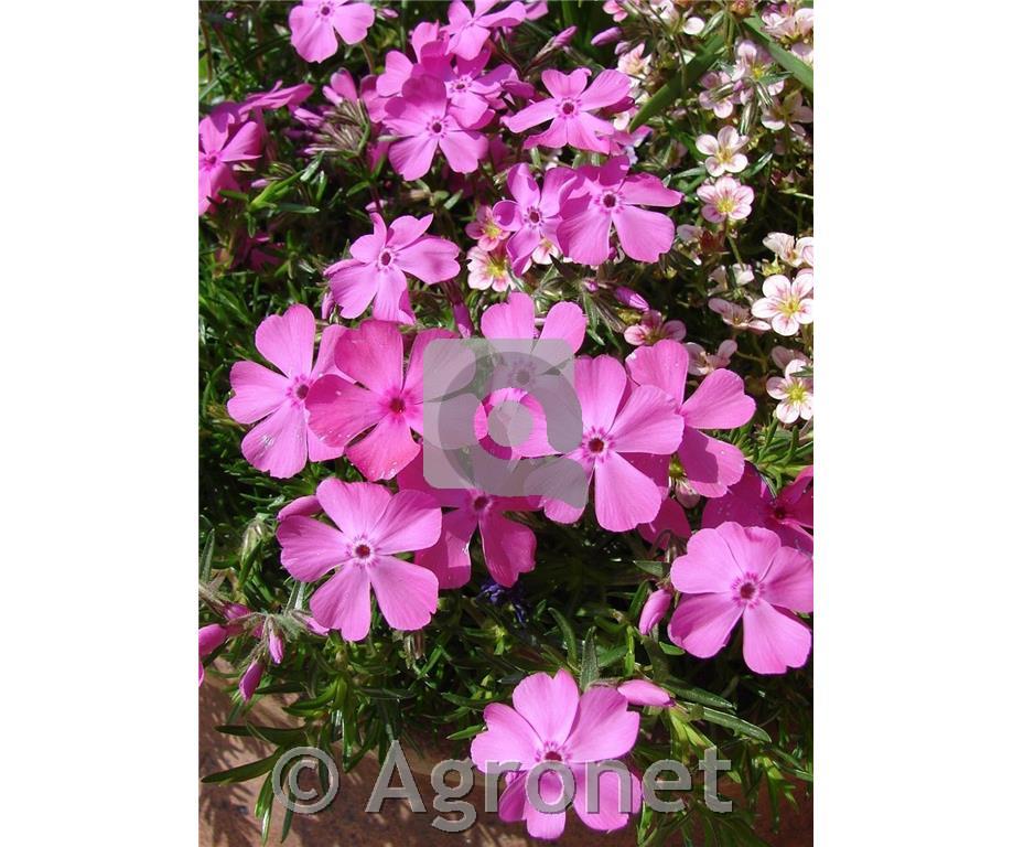 Iglasta plamenka Phlox subulata 'Kimono Pink White'