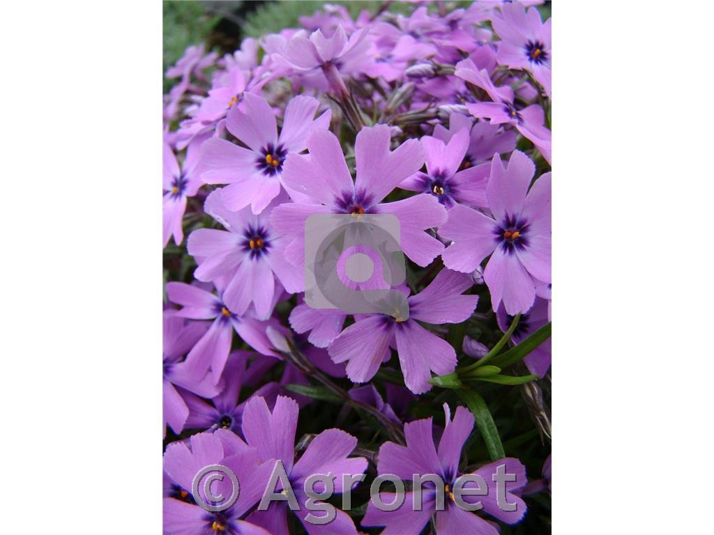 Iglasta plamenka Phlox subulata 'Kimono Pink White'