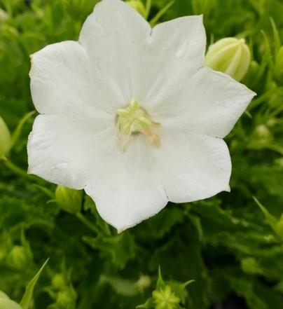 Karpatska zvončnica Campanula carpatica 'Perla White'