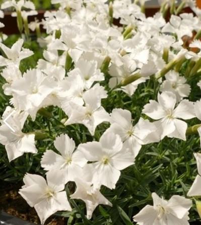 Nageljček Dianthus gratianopolitanus 'La Bourboule White'