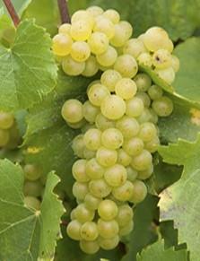 Chardonnay