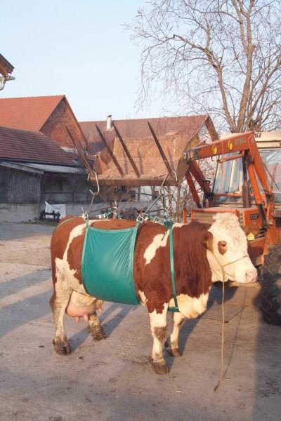Naprava za dviganje goveda platnena