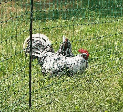 Mreža PoultryNet (dvojna konica) ne elekt. 106cm, 25m