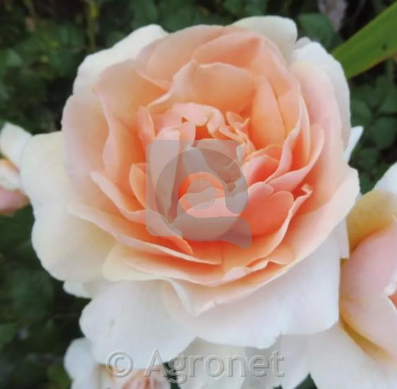 Floribunde